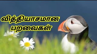 Different unique birds/வித்தியாசமான பறவைகள்.