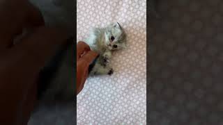 Fanny  Kitten with his Owner😻 🐶😍@Hi World 😍viral video💖Animals Compilation CUTE #SHORTS