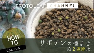 【ガーデニング】Howto サボテンの種まき　約2週間後