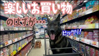 お買い物中、大型犬に噛まれちゃった日…