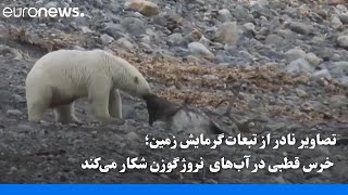 تصاویر نادر از تبعات گرمایش زمین؛ خرس قطبی در آب‌های  نروژ گوزن شکار می‌کند