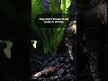 what do kuhli loaches eat kuhli loaches