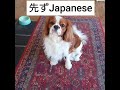 三ヶ国語が分かるキャバリア犬📚the cavalier dog understands three languages ✨能听懂三国语言的骑士查尔斯王犬阿童木