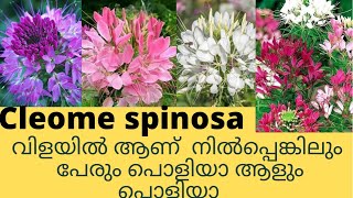 Cleome Spinosa in  malayalam