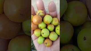 Village fruits రేగిపండ్లు #ఫ్రెండ్స్, #fruits @AlliswellSAIDULU