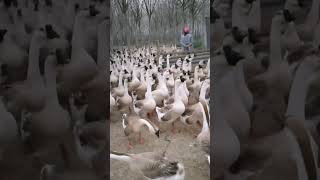 喜欢养狮头鹅的可以开视频选种苗，以防上到受骗。#duck