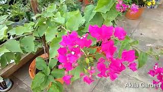 மாடித்தோட்டத்தில் எளிதாக வளர்க்க கூடிய பூச்செடிகள்/ Easy planting flowers in terrace..