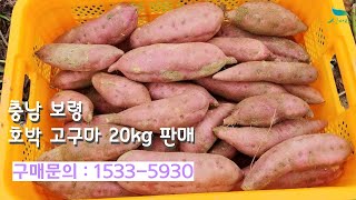 [신바람 농산물 협력농가 판매상품 1533-5930  (신선마켓.com)] 충남 보령 남포 지영이네농장 꿀고구마 및 호박고구마 판매