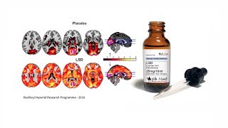 This is Your Brain on Acid (Seriously)