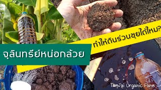 ซีรีย์กล้วยๆ Ep.4 : ทดลอง ทำดินให้ร่วนซุย ด้วยจุลินทรีย์หน่อกล้วย