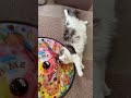 遊んでほしい🥲とほほ‥ cat ねこ ねこ動画 ねこのいる生活