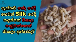 ඇත්තම සිල්ක් රෙදි මේ තරම් මිලෙන් අධික ඇයි