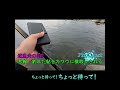 釣れた鮎をカワウに横取りされた！ shorts