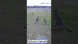 🇦🇺Kangaroo Fighting! จิงโจ้จะไม่น่ารักอีกต่อไปละ Australia Only! #ออสเตรเลีย #kangaroo #ล่าสุด