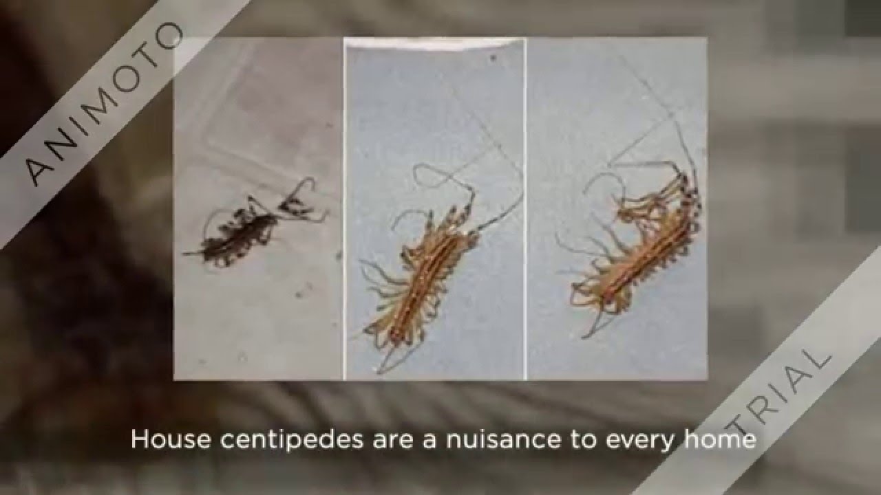 How To Get Rid Of House Centipedes Fast - YouTube