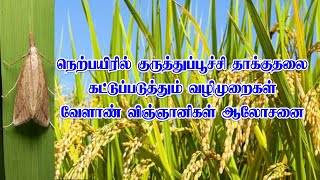 நெற்பயிரில் குருத்துப்பூச்சி தாக்குதலை கட்டுப்படுத்தும் வழிமுறைகள் வேளாண்  ஆலோசனை | Agri Doctor