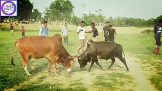 ষার লড়াই।হামতন পুর ফুটবলের মাঠে।