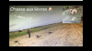 Chasse aux lièvres! Aux chiens d'arrêts et aux courants.