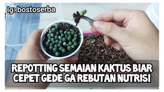 CARA REPOTTING / MEMINDAHKAN SEMAIAN KAKTUS ASTROPHYTUM DAN GYMNOCALYCIUM SETELAH 6 BULAN DISUNGKUP