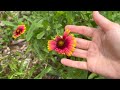 i planted a native wildflower garden in my front yard 2 months later