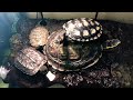 亀の究極リラックスtime。※説明読んでねʚ🐢ɞ