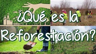 ¿Qué es la Reforestación y la Deforestación? Causas de la Deforestación