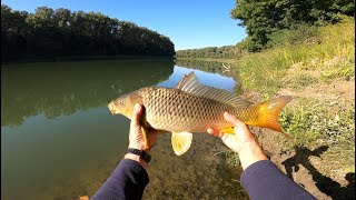 TISZAI NYURGA PONTY - Feeder horgászat a Tiszán.