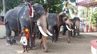 താമരംകുളങ്ങരശ്രീധർമ ശാസ്ത്താവിനെശിരസ്സിലേറ്റി മധുരപ്പുറംകണ്ണൻThamara Kulangara Temple, Thripunithura