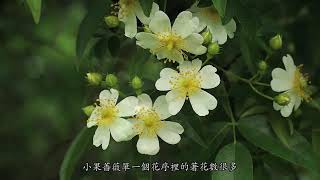 芳草芊芊 金門植物生態紀實中文版 The Capitivating World of Plants│金門國家公園│Kinmen National Park