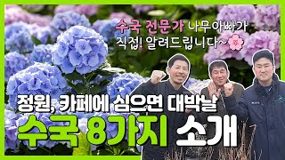 정원 및 카페에 심으면 대박날 수국 8가지 소개! #수국  #수국 키우기 #수국 추천 #정원수 #정원수 추천