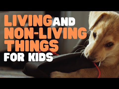How do non living things produce sound?