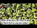 Difference Between Sowing of RootStock and Scion Seeds in Tomato Grafting