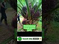 thailand punya banyak petani sawit thailand kelapasawit reactionvideo