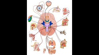 医学插画漫画师创作过程全纪录  | 12对脑神经及其功能 12 pairs of brain nerves and their functions