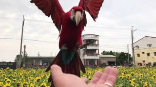 金剛鸚鵡環飛2017刺桐花海