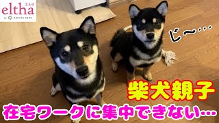 【かわいい犬】「在宅ワークに集中できないのですが…」突進してきた柴犬親子に反響、”2匹との戯れ”が飼い主さんの最重要ミッションに