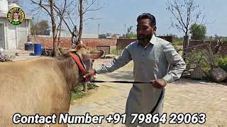 2 ਗਾਵਾਂ ਵਿਕਾਊ, 2 Cows for Sale