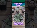 다육이 아부지 정의송 이름 원종에보니 다육이키우기 다육이 에보니 정의송 님이여 금다육