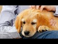 Do This BEFORE You Bring Your Golden Retriever Puppy Home