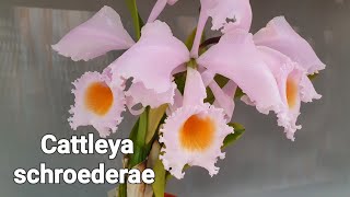 Cattleya schroederae 카틀레야 슈레데레