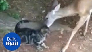 Cute video shows rescued cat and wild deer snuggling each other