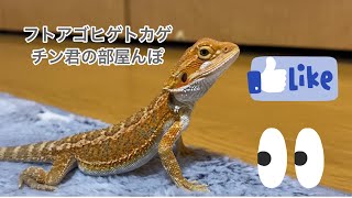 【フトアゴヒゲトカゲの子供】チンくんの部屋んぽ bearded dragon