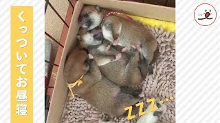 何の夢を見ているのかな😴 3兄弟で仲良く眠る子柴犬【PECO TV】