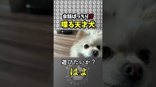 喋る天才犬です💯 #喋る犬 #天才犬