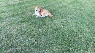 もう絶対に歩かない柴犬　#柴犬 #日常