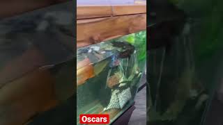 Oscars and Flowerhorn community tank #fish #oscar #aquarium #aquarist #hobby