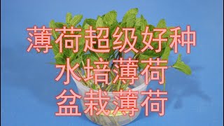 再生薄荷，看我用1.99元薄荷再生了5盆，实现薄荷自由！Mint Hydroponic/How to Grow Mint from Cuttings