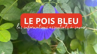 🌿 Les bienfaits du Pois Bleu (Clitoria ternatea) 🌿