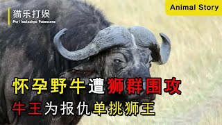 懷孕野牛報仇單挑獅群，牛王與獅王殊死搏斗下場太慘了！ #动物大战 #动物奇闻 #动物报恩 #动物袭击 #动物趣事