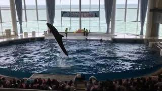 イルカショー　第4部＠「アクアワールド茨城県大洗水族館」